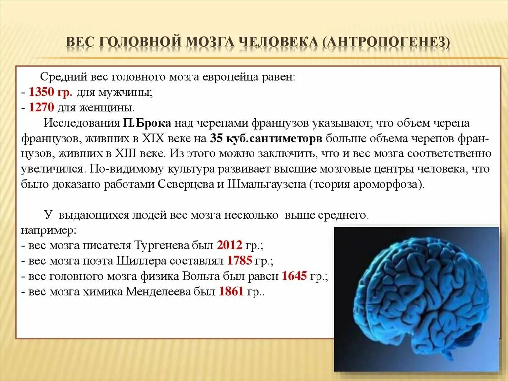 1 масса головного мозга