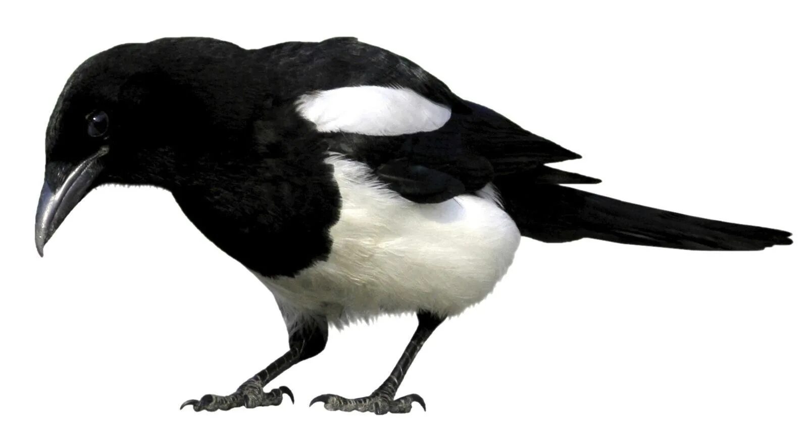 Сорока для малышей. Сорока для малышей. Сорока для малышей. Сорока мультяшная. Сорока для детей.