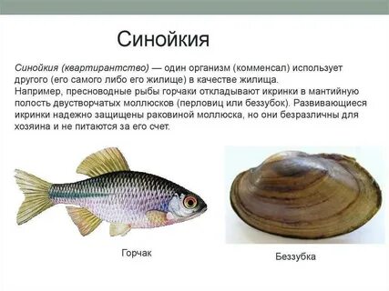 Беззубка карась окунь щука