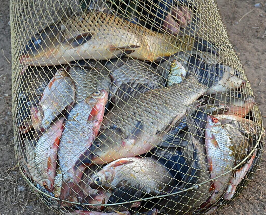 Рыболовный улов. Рыба в садке. Сетка для рыбы. Улов рыбы. Поймал рыбу.