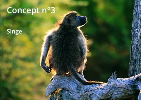 Дерево хвостом