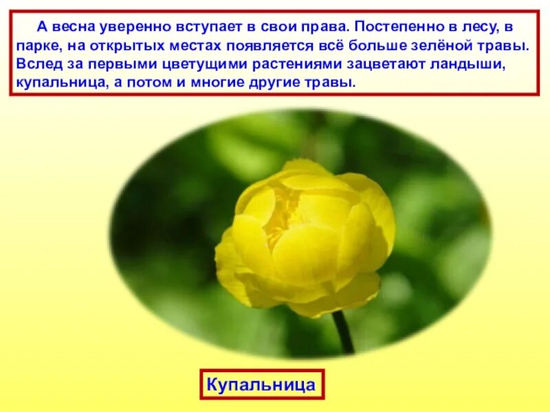 Весенний цветок Купальницы. Сообщение о купальнице. Купальница европейская в Кировской области. Купальница европейская формула цветка.