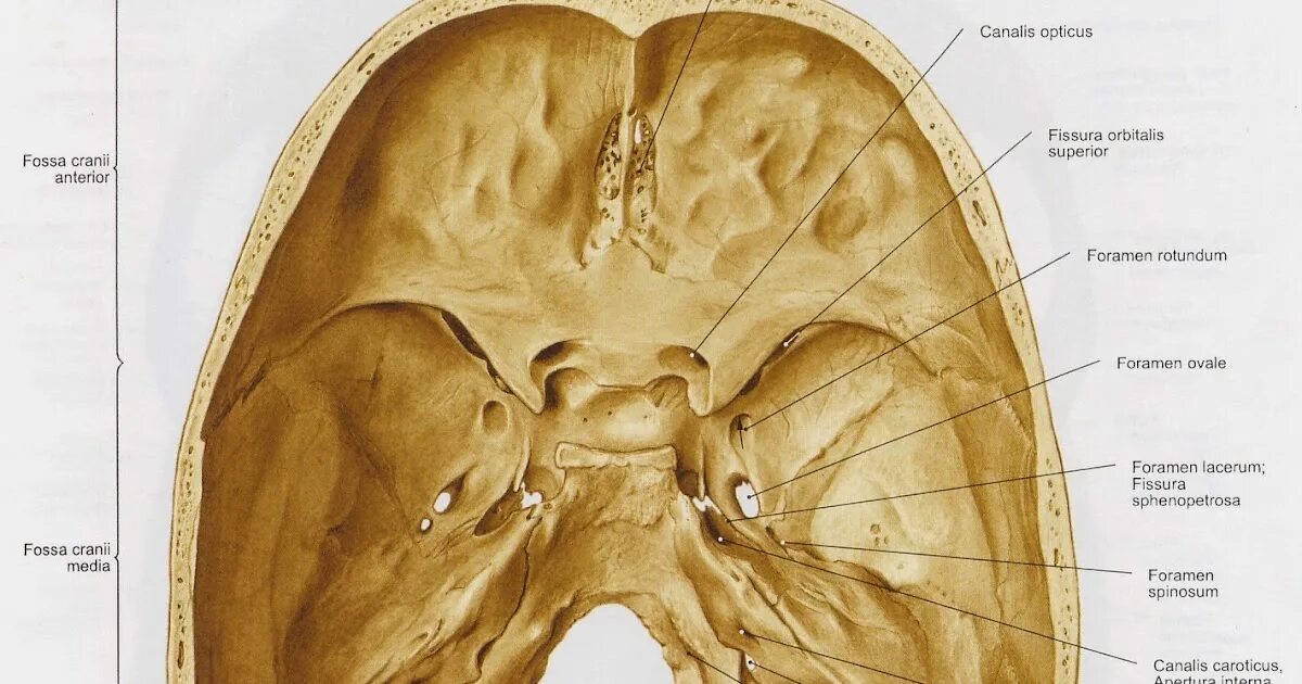 Каналис Оптикус. Средняя черепная ямка Fossa cranii Media. Каналис Оптикус анатомия. Яремное отверстие анатомия. Внутренняя поверхность отверстия