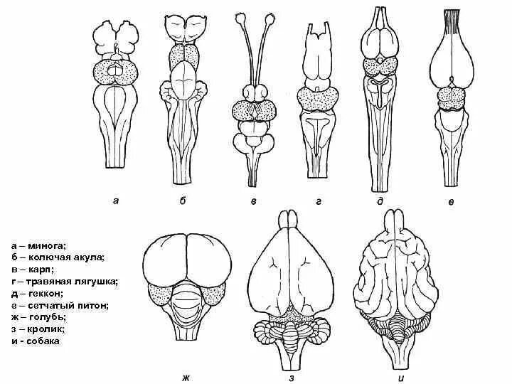 Строение головного мозга хордовых. Схема развития головного мозга позвоночных. Эволюция нервной системы позвоночных животных. Эволюция головного мозга позвоночных схема.