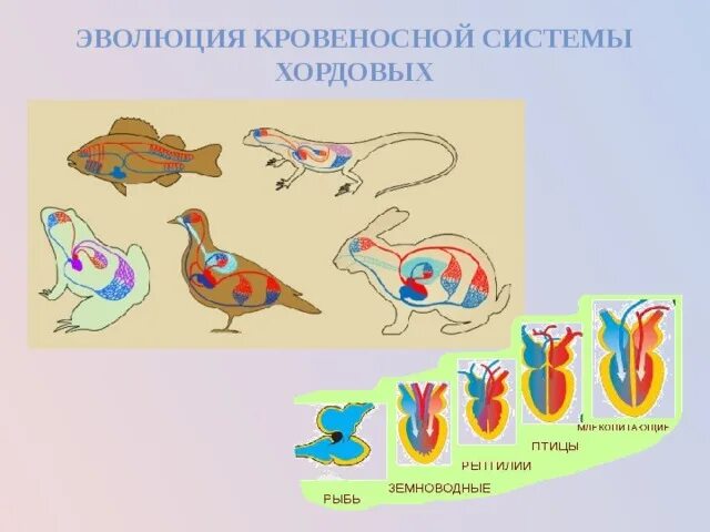 Кровеносные системы позвоночных животных таблица. Эволюция кровеносной системы Хордовые. Эволюция систем органов хордовых кровеносная система. Эволюция систем хордовых животных кровеносная система. Эволюция кровеносной системы позвоночных животных схема.