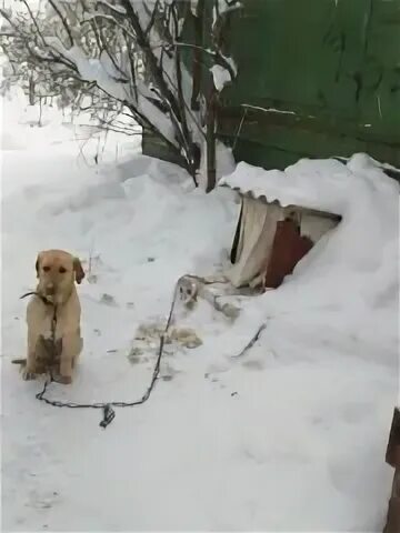 Утром выла собака. Собака примерзла на цепи. Лабрадор скулит. Замерзшая собака на цепи.