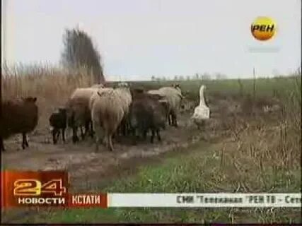 Барашка пас видео