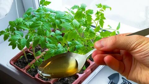 Как часто поливать семена после посадки помидор
