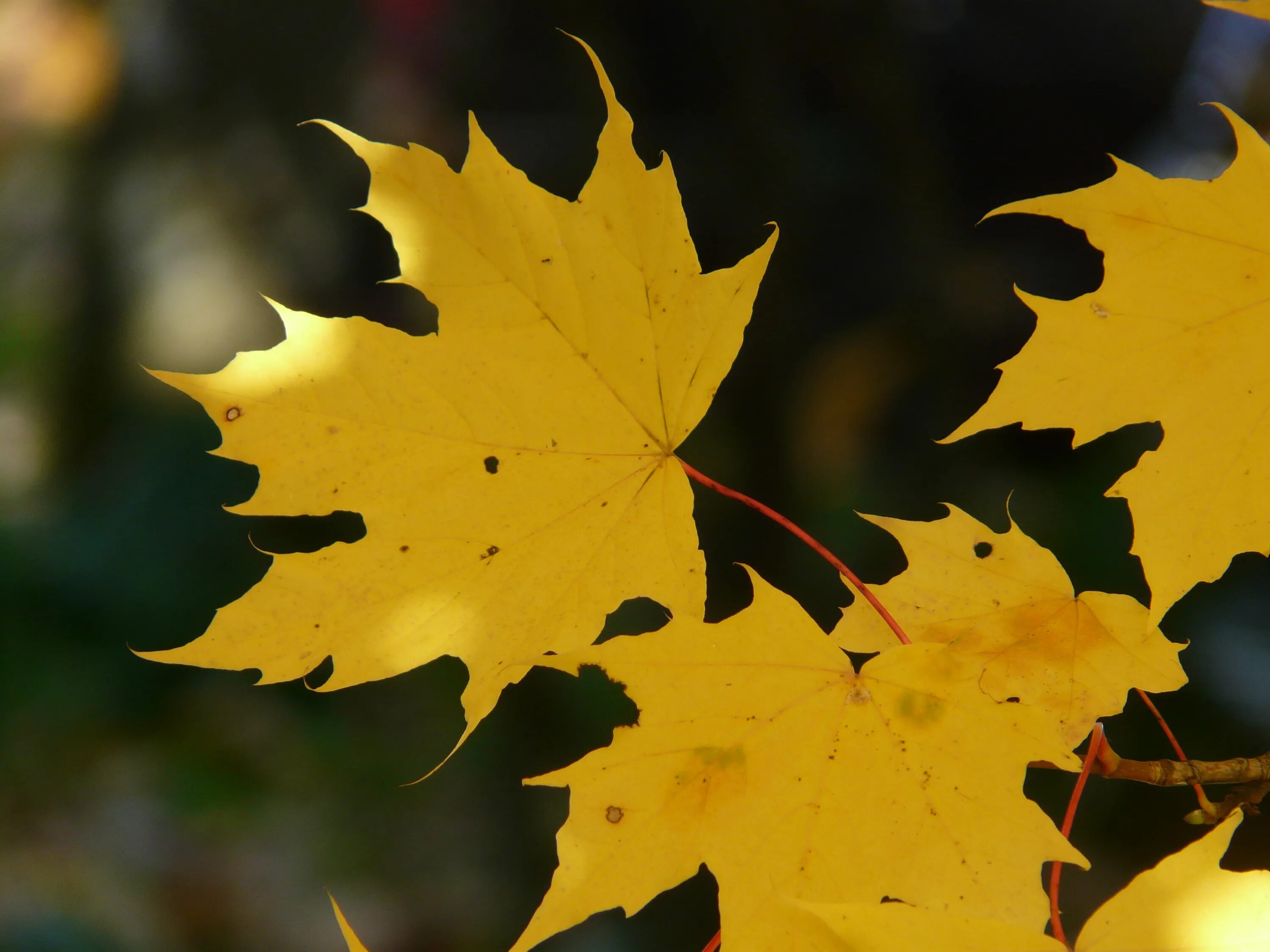 Leaves on the back. Осенний кленовый лист. Осенние листья клена. Кленовый лист Геншин. Листья клена осенью.