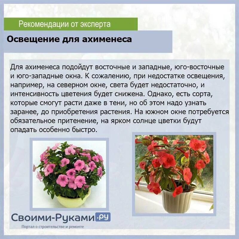 Содержание уход и размножение. Цветы ахименесы размножение. ахименесы цветы описание. домашний цветок ахименес. ахименес уход и выращивание в домашних условиях.
