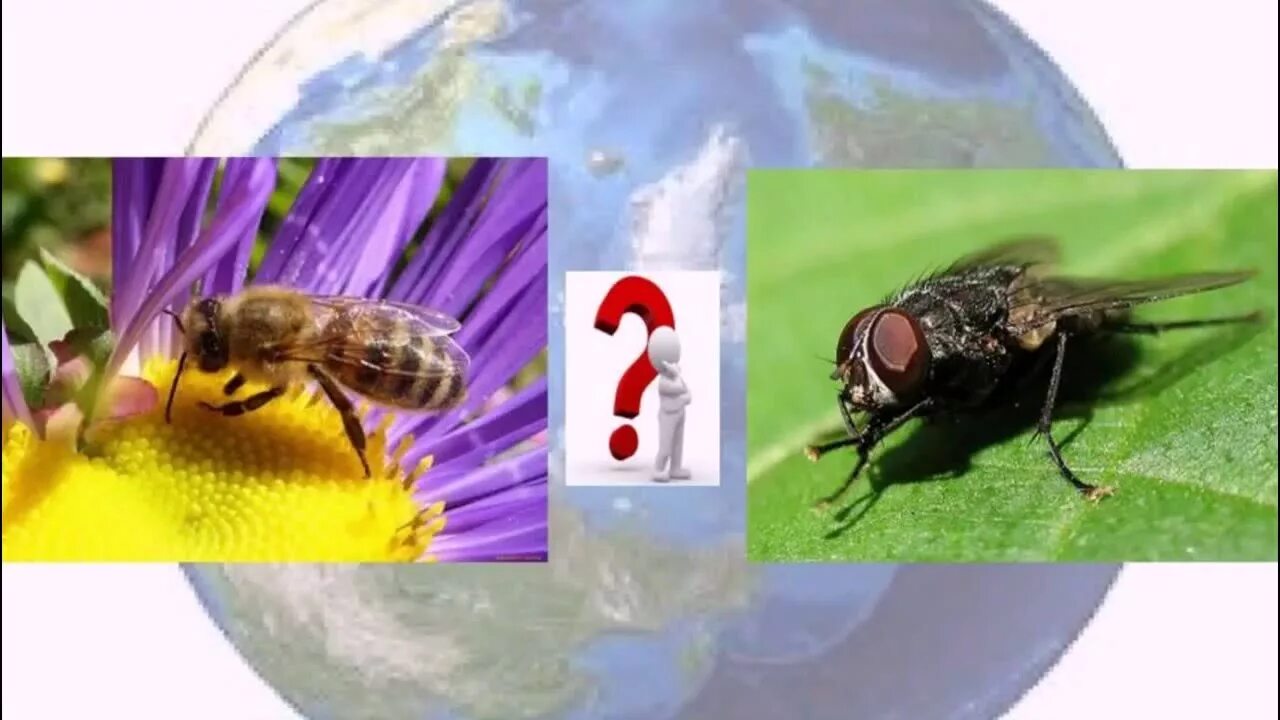 Муха и пчела. Люди мухи и пчелы. Два взгляда на мир Муха и пчела. Муха и пчела картинка.