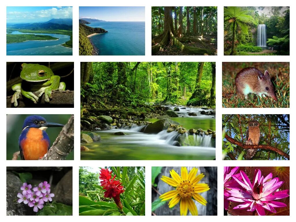 На разнообразие флоры и фауны влияют. Растительный и животный мир. Природа животные и растения. Растительный мир разнообразен. Коллаж природа.
