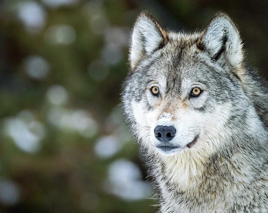Волк мем. Дерзкий волк мем. Думала волк. Цитаты про волков со смыслом. Цитаты волка.