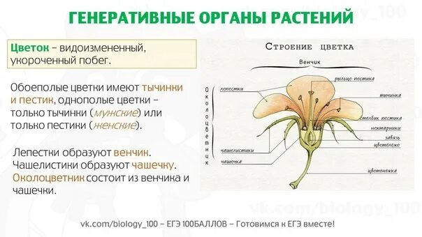 Генеративные органы растений. Генеративные органы цветка. Строение генеративных органов. Функции генеративных органов растений.