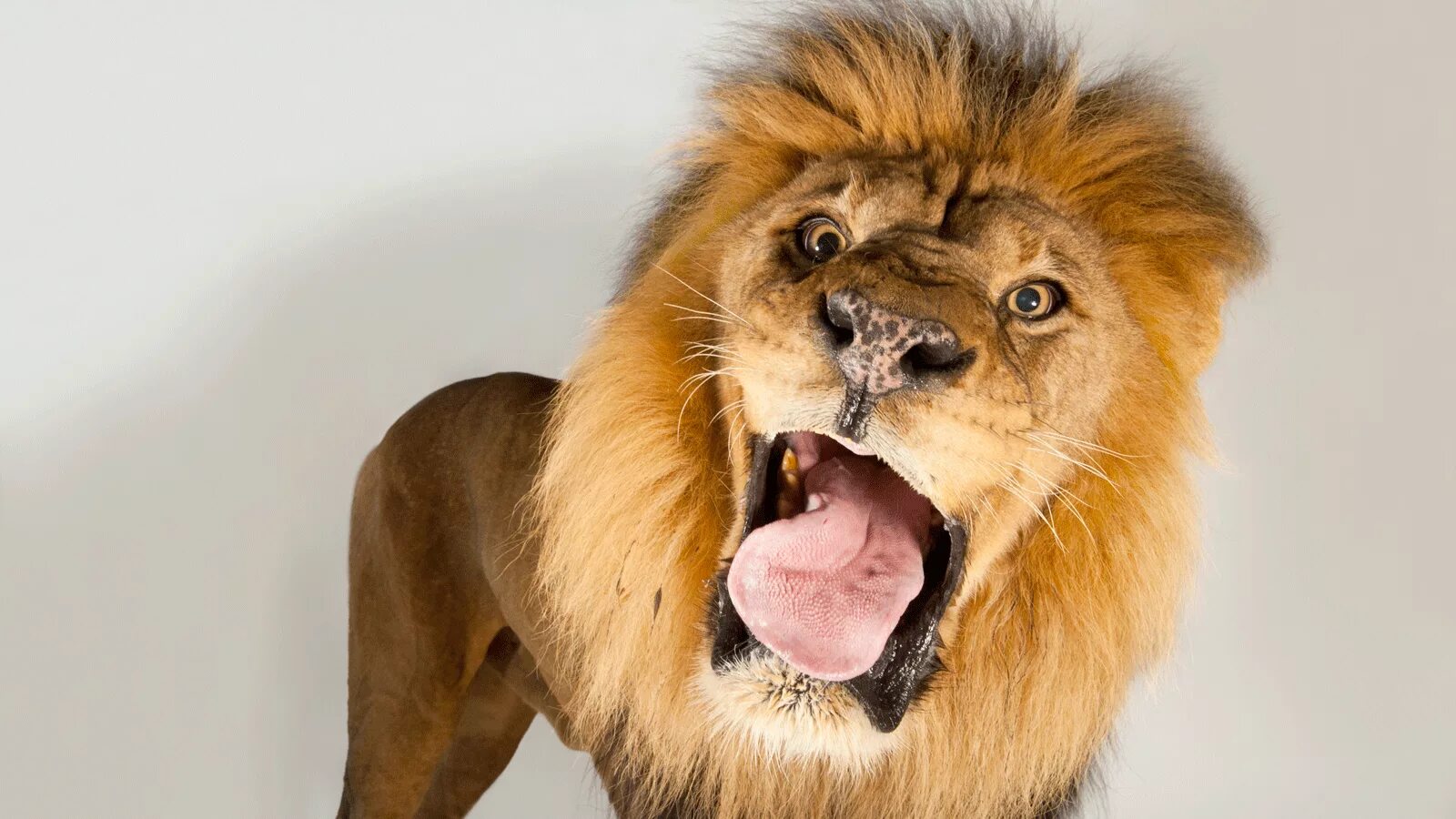 Глупый лев. Улыбка Льва. Смешной Лев. Лев смеется. Лев рычит.