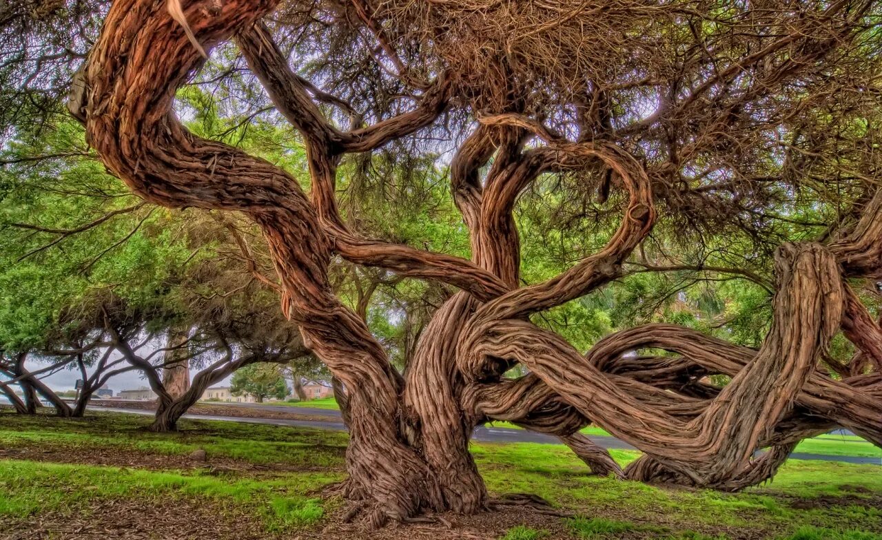 The speakers tree
