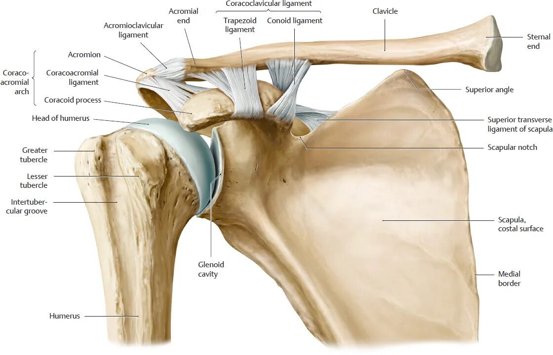 Плечевые связки. Плечевой сустав, articulatio Humeri:. Анатомия плечевого сустава кости. Акромион ключицы. Плечевой сустав и ключица анатомия.