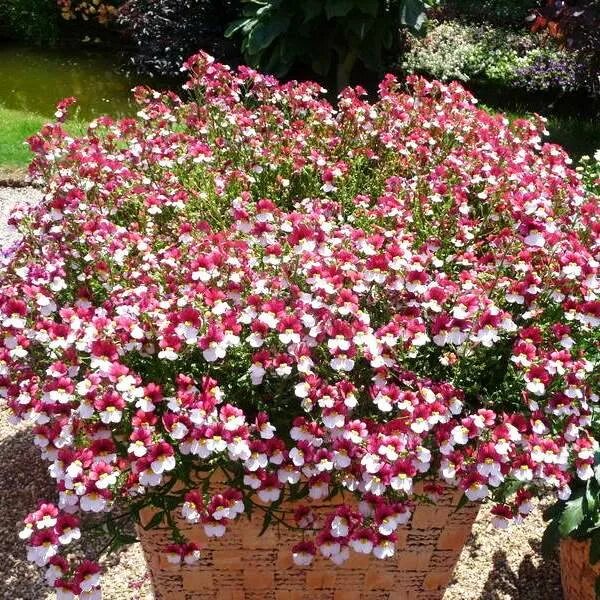 NEMESIA STRUMOSA RED WHITE - 2000 SEEDS 5055923630273 eBay