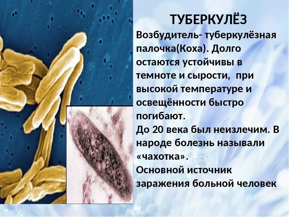 Болезнетворные бактерии болезни. Микобактерия туберкулеза палочка Коха. Палочка Коха возбудитель туберкулеза. Возбудительттуберкулез заболевания туберкулеза. Бактерия туберкулезная палочка.