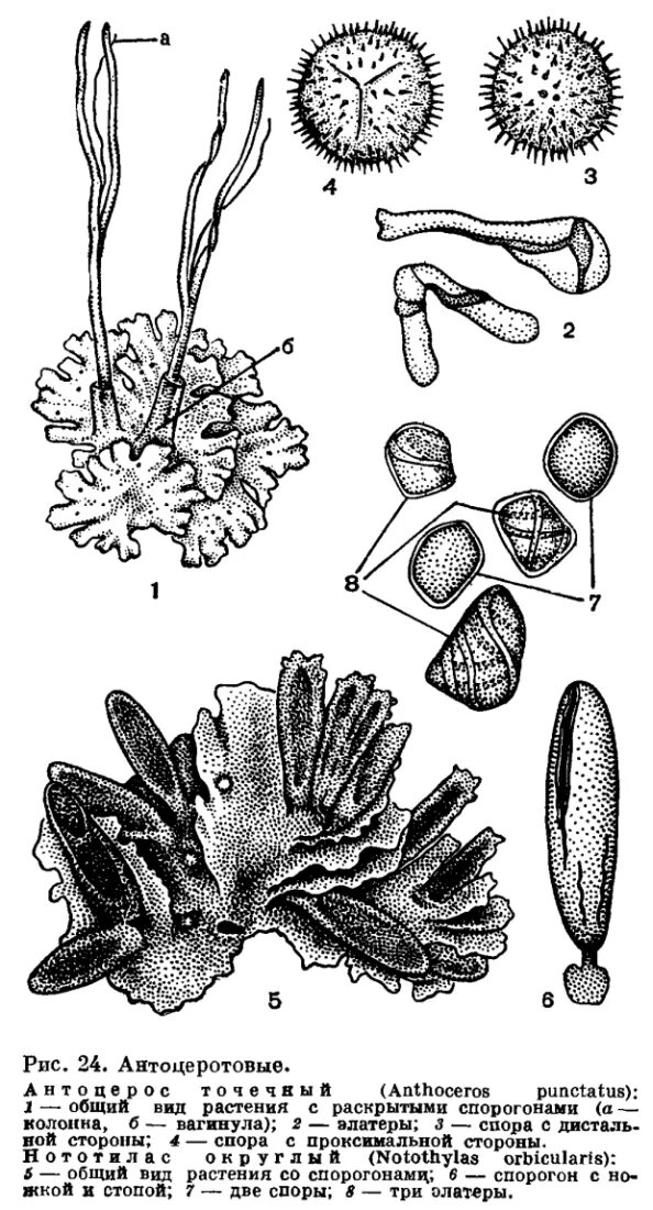 Жизненный цикл антоцероса. Представители антоцеротовых мхов. Класс антоцеротовые мхи. Антоцеротовые жизненный цикл. Клетки спорогона образуются из