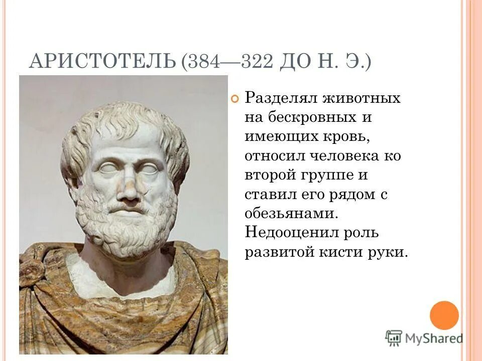 Аристотель (384-322 гг. до н.э.). Аристотель представление о происхождении человека. Аристотель годы жизни представления о происхождении человека. Аристотель гипотеза о происхождении человека. Центральный лет жизни