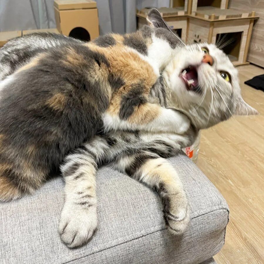 Алиса, кошек, тойво, кошек. Бесинка. Котэ алиса. Мигелька. Алиса кошечку нам найди фотографии.