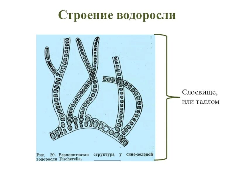 Строение таллома водорослей. Строение клетки таллома водорослей. Строение слоевища ламинарии. Строение клетки водорослей ламинарии.