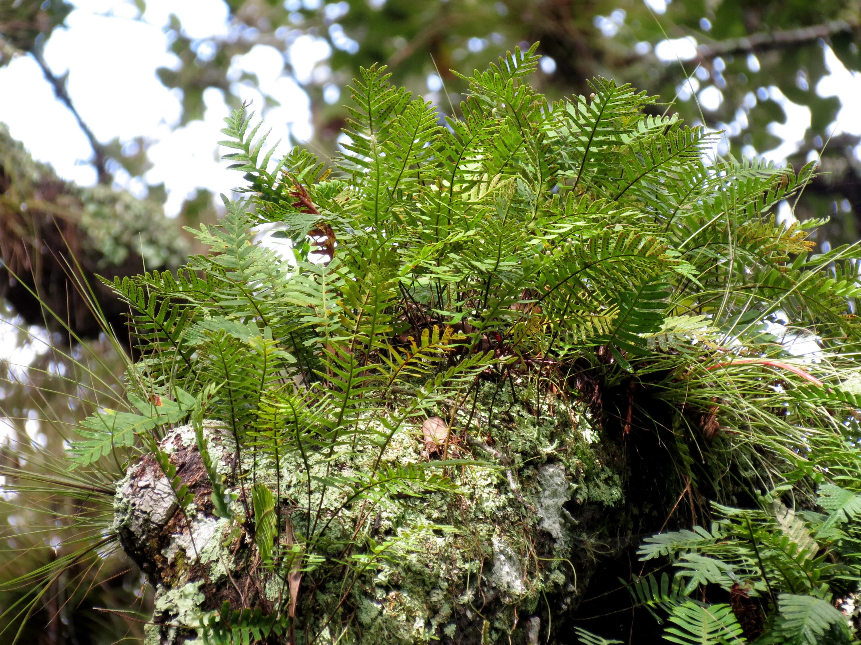 папоротниковидные хвощевидные и плауновидные растения. щитовник австрийский. плауновидные споровые растения. ликоподий (плаун булавовидный). отдел сосудистые растения.
