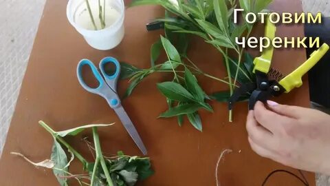 Как черенковать пионы летом