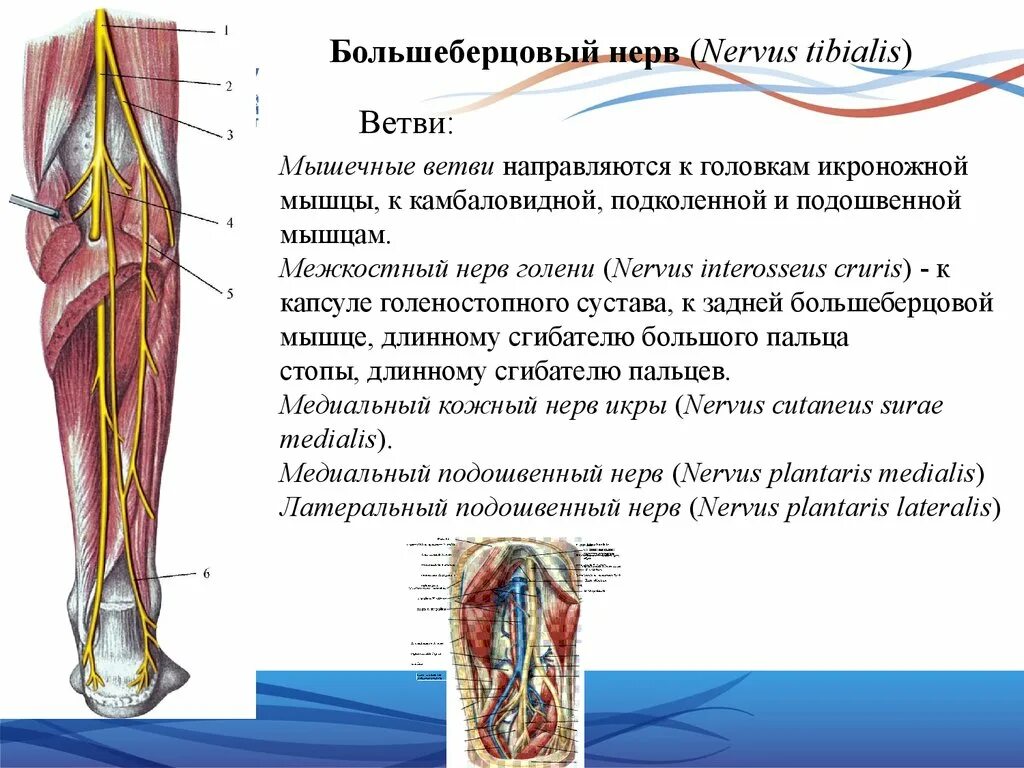 Зона иннервации большеберцового нерва. Малоберцовый нерв иннервирует. Большеберцовый нерв - nervus Tibialis. Задний большеберцовый нерв топография.