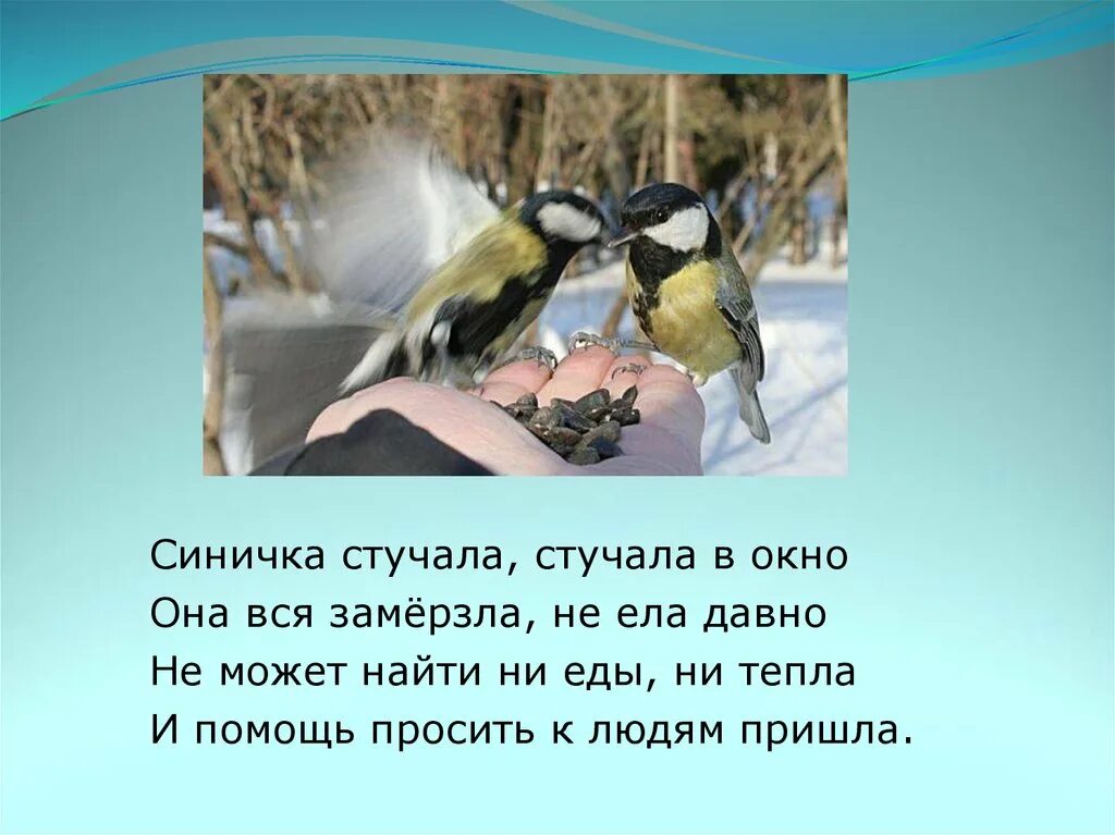 Синичка в окно стучится. Наблюдение за птицами. Синица в окно стучится примета. Птица стучится в окно примета. Примета птица стучит