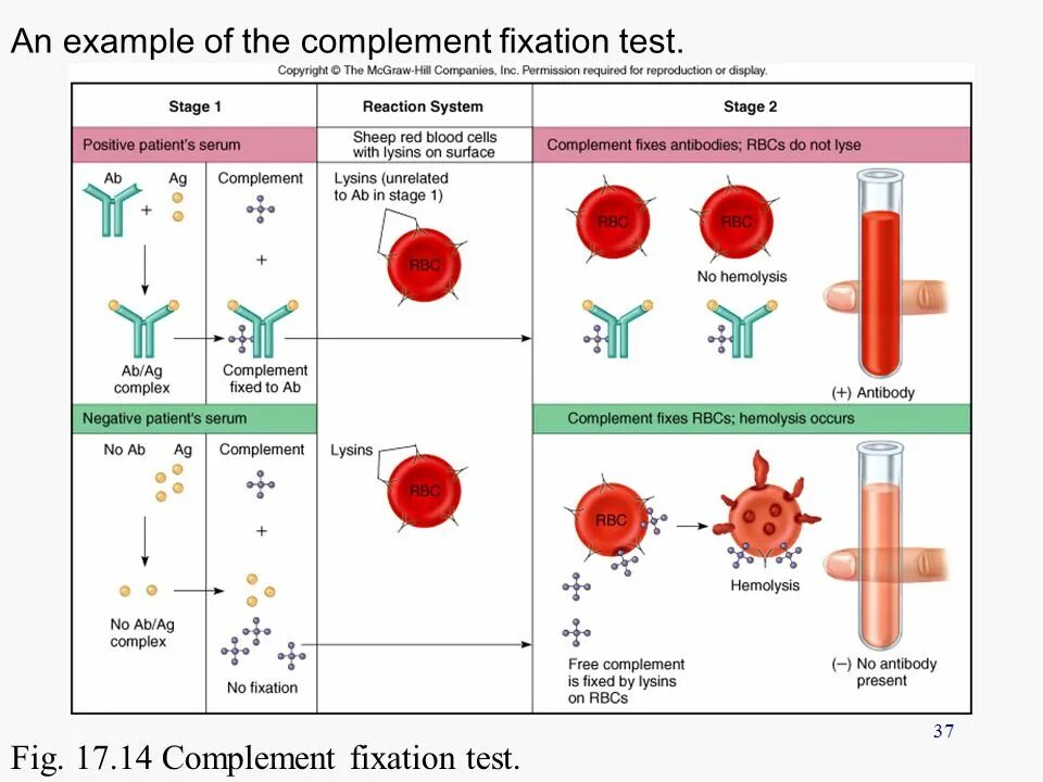 Тест по теме микробиология. Complement fixation test. complement reaction. лизис тест. reactive systems.