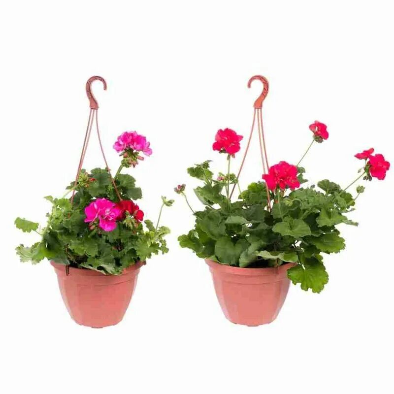 герань купленная в магазине. пеларгония ампельная махровая. пеларгония дазлинг пинк. пеларгония королевская elegance jeanette. пеларгония королевская грандифлора.