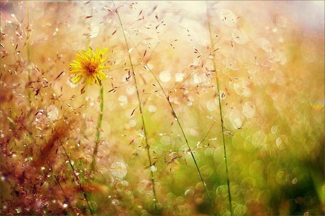 жар нежных расторгуев. цветы в лучах солнца. девушка-море. хочется рухнуть в траву непомятую в небо уставить глаза завидущие. объятия влюбленных.