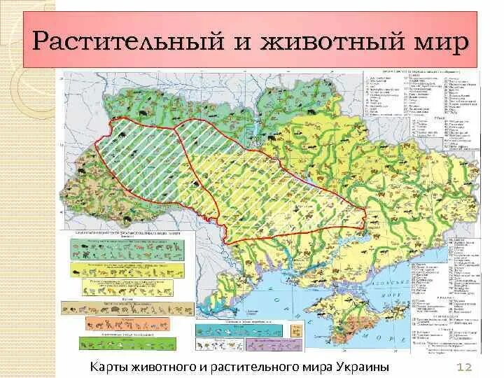 Ископаемые украины на карте. Карта растительности Украины. Карта полезных ископаемых Украины. Полезные ископаемые Украины. Растительный мир Украины.