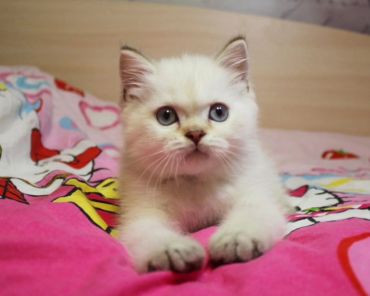 про кис. милые кисы. котики. киса фото. киса.