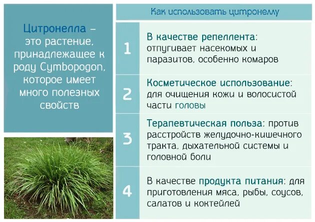 Цитронелла описание. Цитронелла что это за растение. растение цитронелла фото и описание. цитронелла как растет. посев цитронеллы.