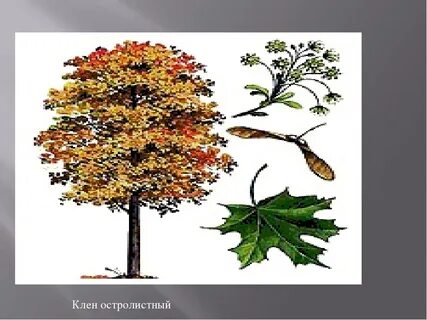 Клен листья и плоды