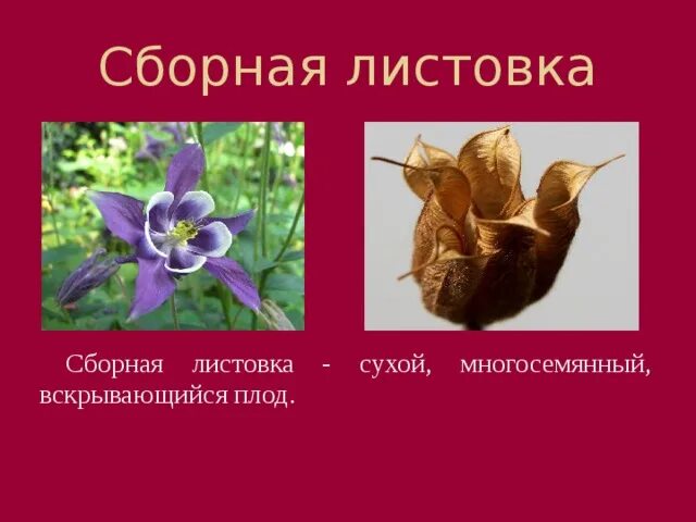 Сухая листовка плод. Сухая листовка плод. Многолистовка пиона плод. Классификация плодов от гинецея. Сухая многолистовка плод.