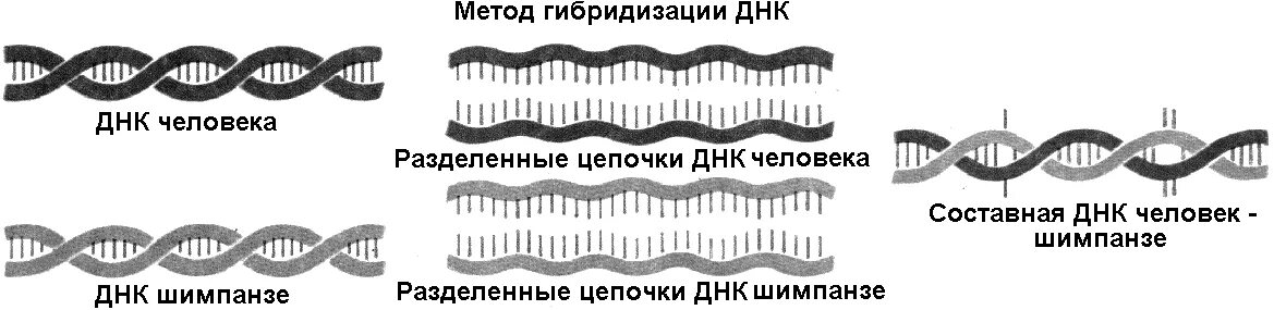 При расшифровке генома шимпанзе было установлено что. Молекулярно-генетические и биохимические доказательства эволюции. метод гибридизации днк человека и шимпанзе. сходство днк человека и шимпанзе. метод гибридизации днк.
