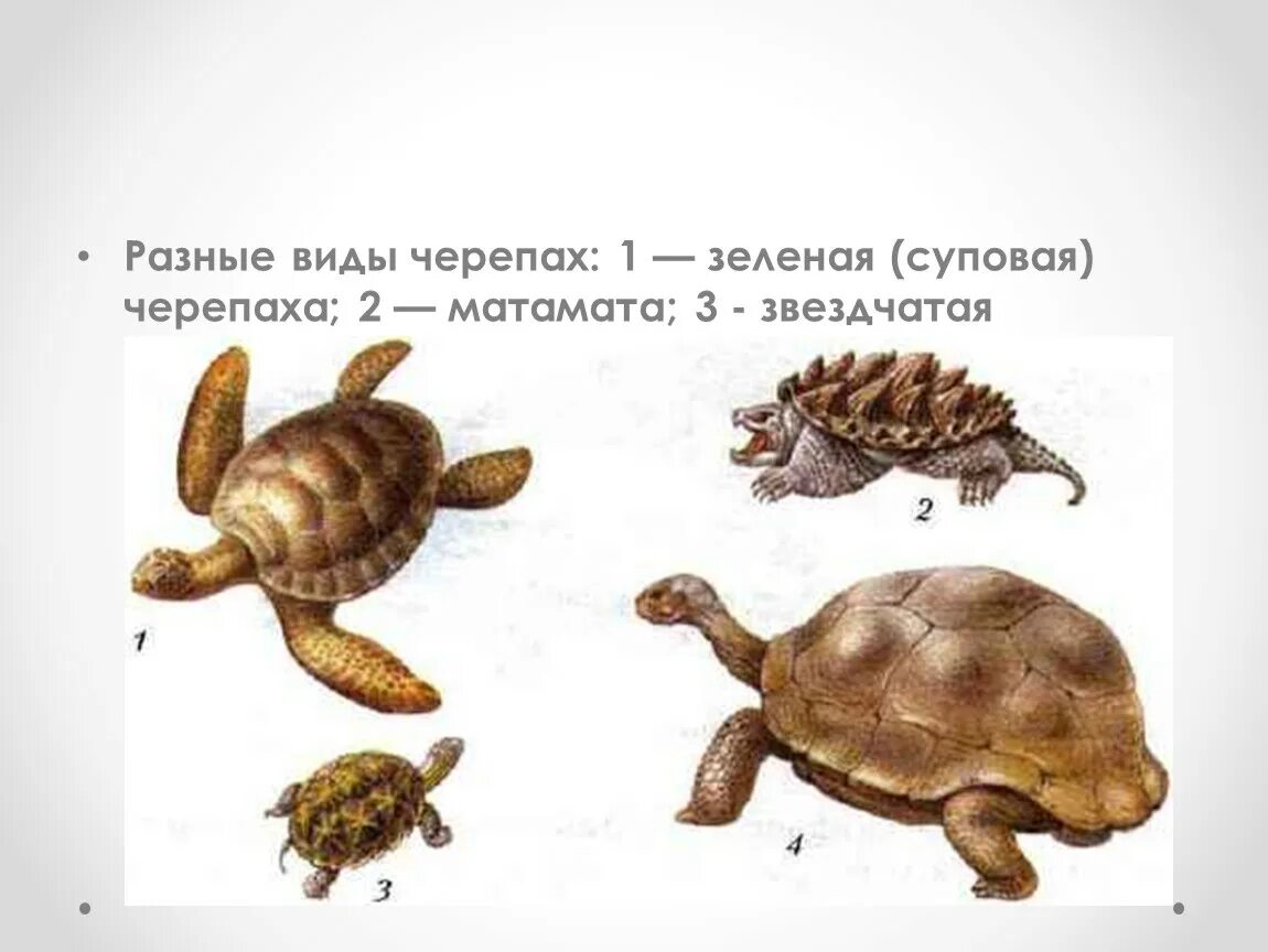 Особенности строения черепахи. Строение черепахи. внешнее строение черепахи. внешний вид черепахи 2 класс. виды черепах биология.