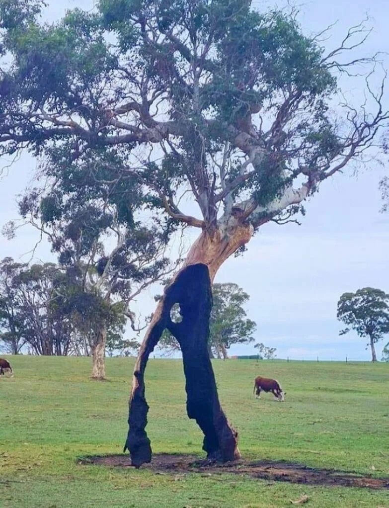 макияж на день мертвых в мексике. свадебные приколы. случаи использования животных в необычных случаях. казусы с животными. забавные ситуации.