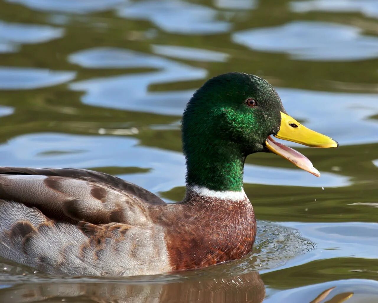 Как крякает утка. Утка селезень утята. Болотная утка чокас. Как крякает утка. Кряква крякает.