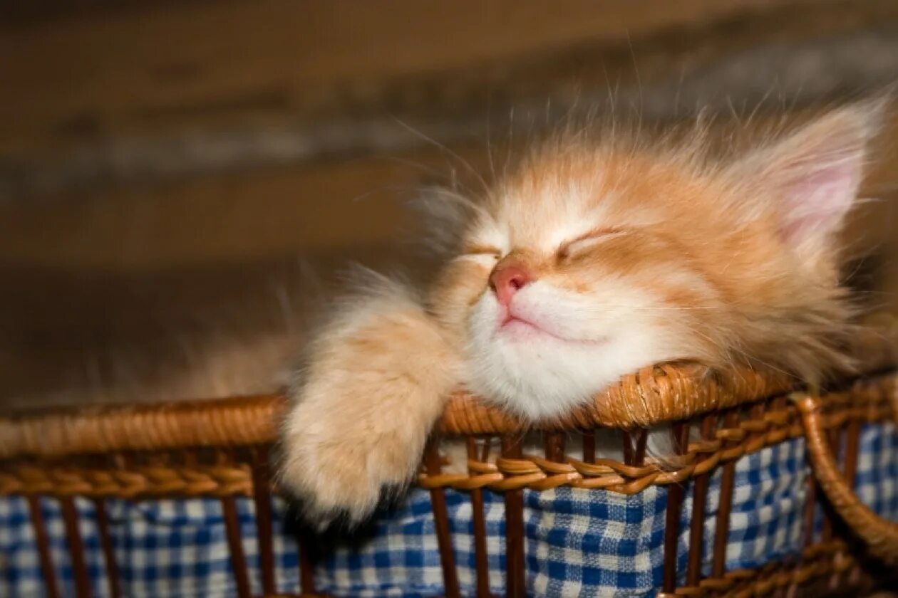 Кот рыжий ночь. Спящий котенок в корзинке. баиньки котята. миленький котенок в корзинке который зевает. киця спить вона втомилася.