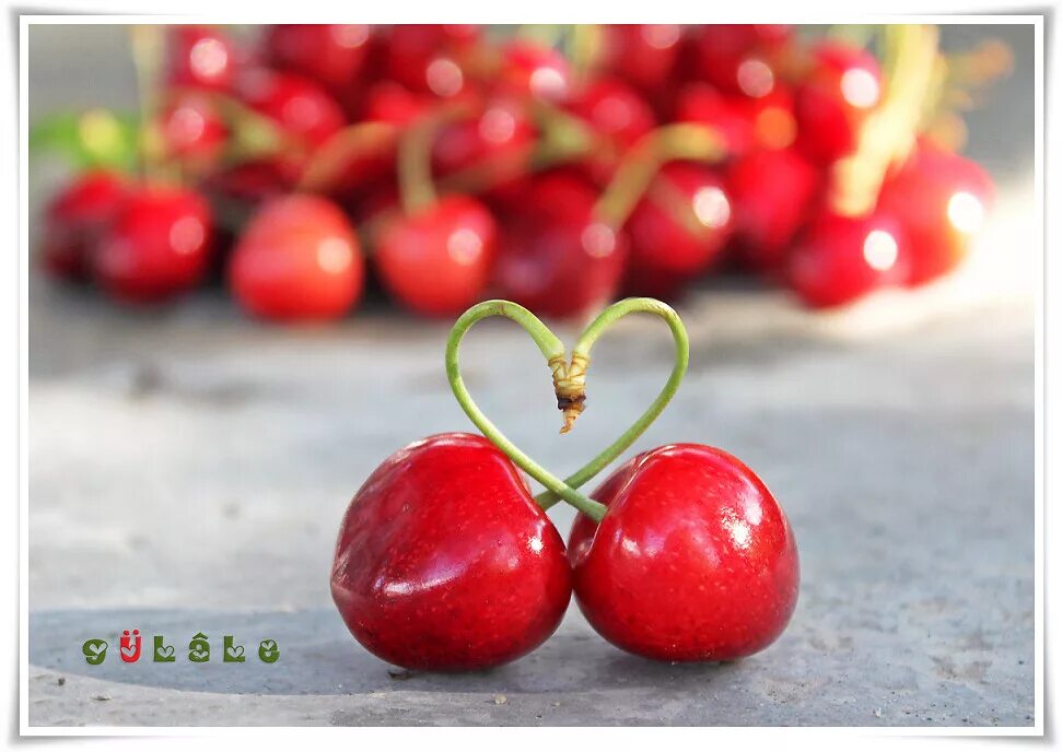 Вишне любовь. Вишенки любовь. Вишня фон. Вишне любовь. Вишне любовь.