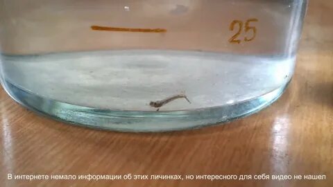 Комары в бочке
