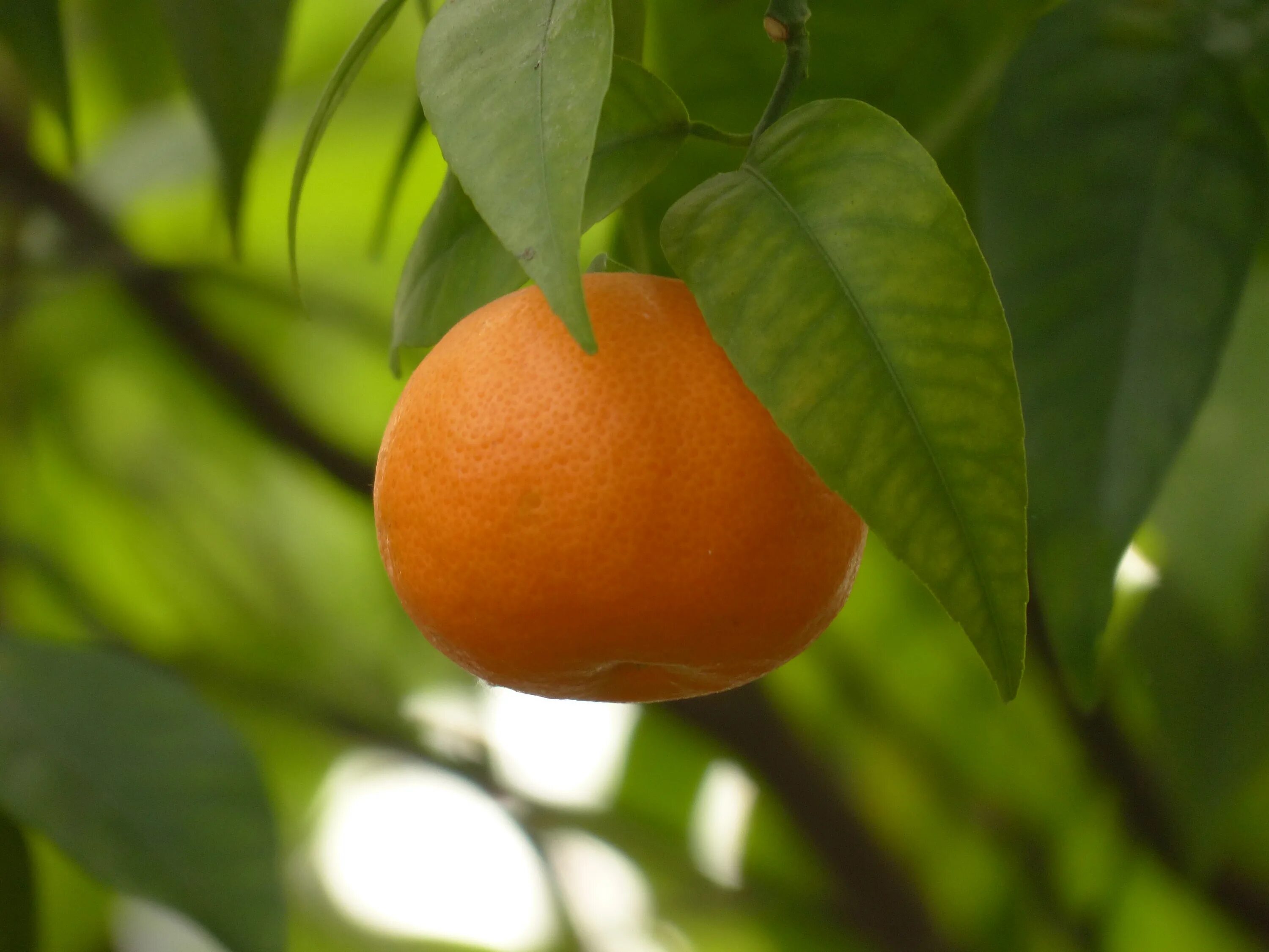 Мандаринов лес. Клементин мандарин дерево. Цитрус мандарин Mandarine. Померанец дерево. Нобилис и мандарины.