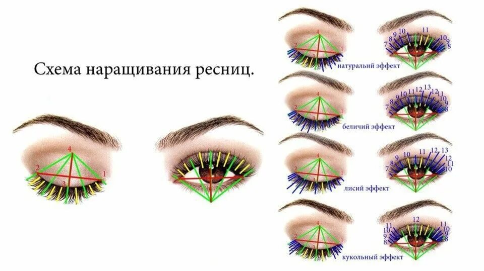 Натуральный эффект наращивания ресниц схема 2д. Наращивание ресниц беличий эффект 2д схема. Беличий эффект наращивание схема. Беличий эффект наращивание ресниц 3д схема.