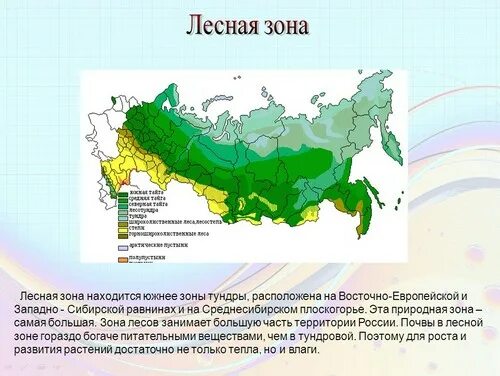 Какая зона располагается в самой северной части. Лесные зоны России. Зона лесов России. Лесные зоны России презентация. Лесная зона расположена.