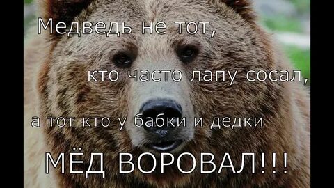 Медведь афоризмы